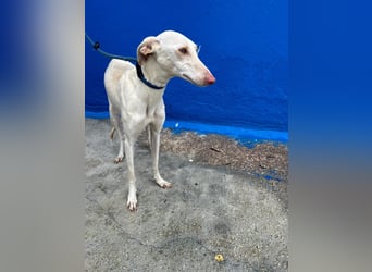 Frambuesa, Still, sensibel, voller Liebe