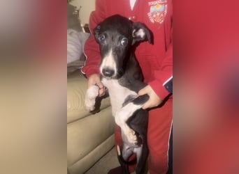 Danny,  eine fröhliche kleine Langnase auf der Suche nach seinem Herzenplatz