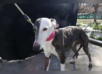 Oreo, eine wunderschöne soziale Galga