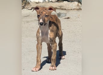 River, ein kleiner Sonnenschein sucht Geborgenheit