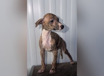 Pearl, gestromte Zuckerschnute sucht Zuhause