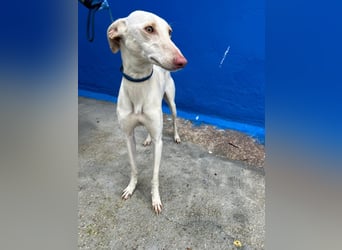 Frambuesa, Still, sensibel, voller Liebe