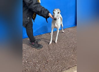 Penelope, zarte Langnase sucht ein sicheres Zuhause