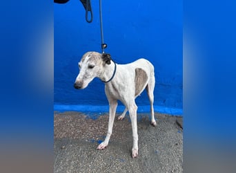 Penelope, zarte Langnase sucht ein sicheres Zuhause