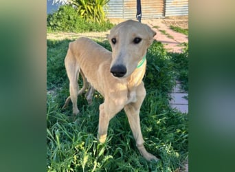 Goma - zarte junge Langnase sucht ihr Für-immer-Zuhause