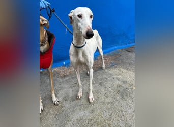 Cereza, Eleganz mit verletztem Herzen