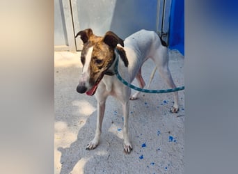 Valentina - junge Galgo-Hündin sucht ihr Zuhause