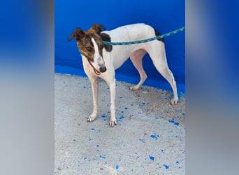 Valentina - junge Galgo-Hündin sucht ihr Zuhause