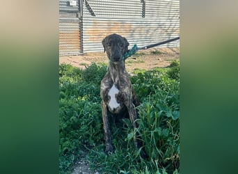 Boli -Junger gestromter Schönling sucht Geborgenheit, Nähe und Abenteuer