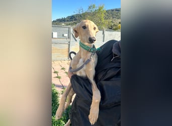 Goma - zarte junge Langnase sucht ihr Für-immer-Zuhause