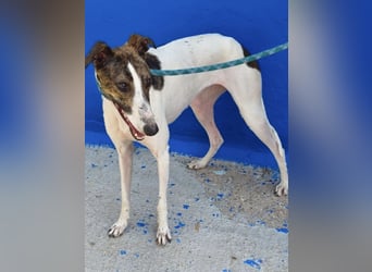 Valentina - junge Galgo-Hündin sucht ihr Zuhause