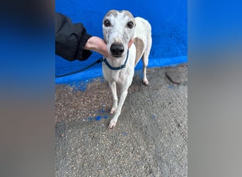 Penelope, zarte Langnase sucht ein sicheres Zuhause