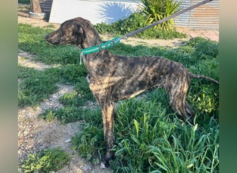 Boli -Junger gestromter Schönling sucht Geborgenheit, Nähe und Abenteuer