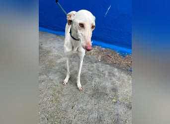 Frambuesa, Still, sensibel, voller Liebe