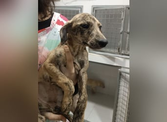 Estrella, zartes Galgokind sucht Zuhause