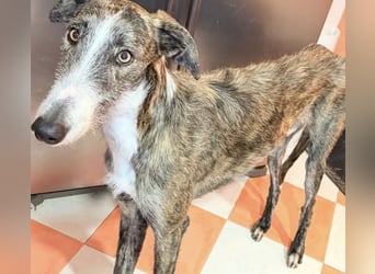 Lucas, ein Rauhaar Galgo sucht seine Menschen