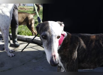 Oreo, eine wunderschöne soziale Galga