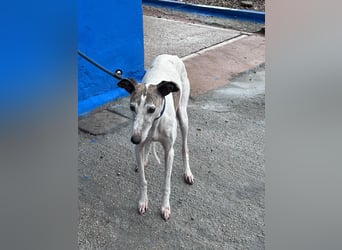 Penelope, zarte Langnase sucht ein sicheres Zuhause