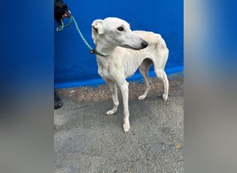 Bella, eine wunderschöne Galgo Prinzessin