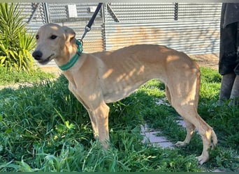 Goma - zarte junge Langnase sucht ihr Für-immer-Zuhause