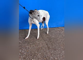 Penelope, zarte Langnase sucht ein sicheres Zuhause