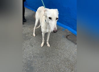 Bella, eine wunderschöne Galgo Prinzessin