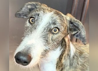 Lucas – einen traumhaften gestromten Rauhaargalgo mit Bernsteinaugen
