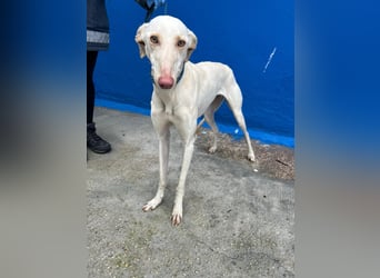 Frambuesa, Still, sensibel, voller Liebe