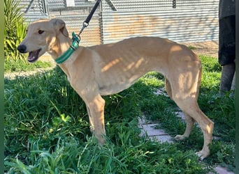 Goma - zarte junge Langnase sucht ihr Für-immer-Zuhause