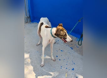 Valentina - junge Galgo-Hündin sucht ihr Zuhause