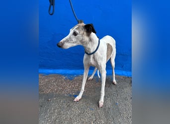 Penelope, zarte Langnase sucht ein sicheres Zuhause