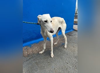 Bella, eine wunderschöne Galgo Prinzessin