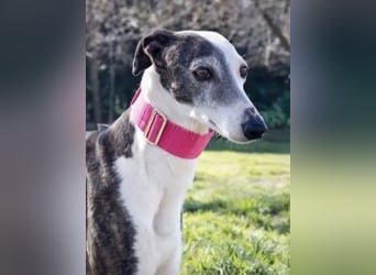 Oreo, eine wunderschöne soziale Galga