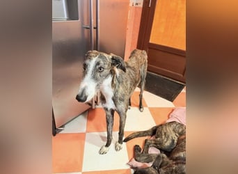 Lucas, ein Rauhaar Galgo sucht seine Menschen
