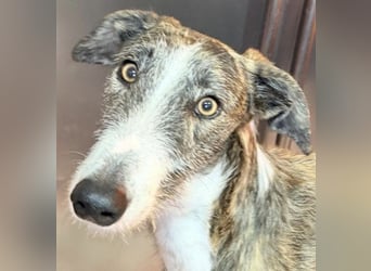 Lucas, Rauhaargalgo mit zartem Wesen