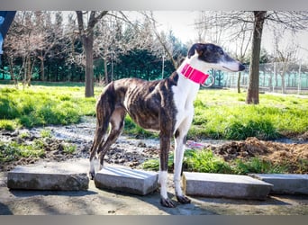 Oreo, eine wunderschöne soziale Galga