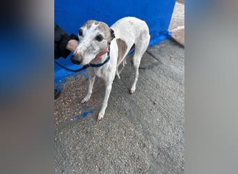 Penelope, zarte Langnase sucht ein sicheres Zuhause