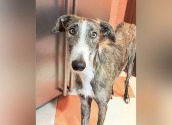 Lucas – einen traumhaften gestromten Rauhaargalgo mit Bernsteinaugen