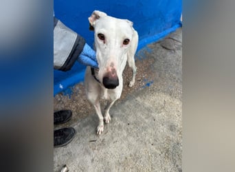 Cereza, Eleganz mit verletztem Herzen