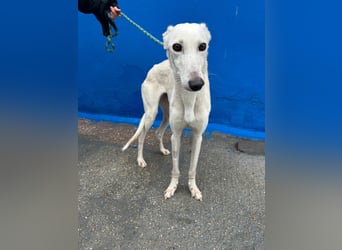 Bella, eine wunderschöne Galgo Prinzessin