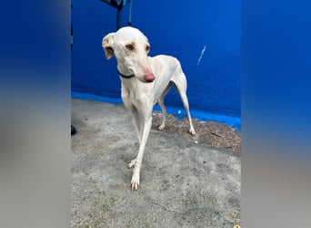 Frambuesa, Still, sensibel, voller Liebe