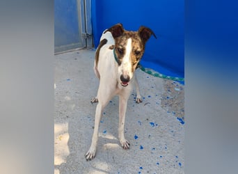 Valentina - junge Galgo-Hündin sucht ihr Zuhause
