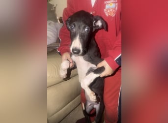 Danny, kleine Langnase sucht seine Familie