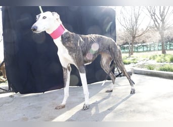 Oreo, eine wunderschöne soziale Galga