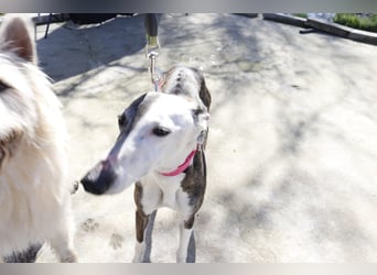 Oreo, eine wunderschöne soziale Galga