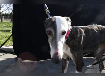 Oreo, eine wunderschöne soziale Galga