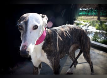 Oreo, eine wunderschöne soziale Galga