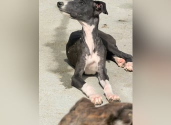 Danny,  eine fröhliche kleine Langnase auf der Suche nach seinem Herzenplatz