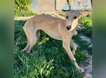 Goma - zarte junge Langnase sucht ihr Für-immer-Zuhause