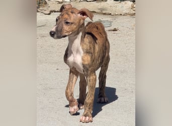 River, ein kleiner Sonnenschein sucht Geborgenheit